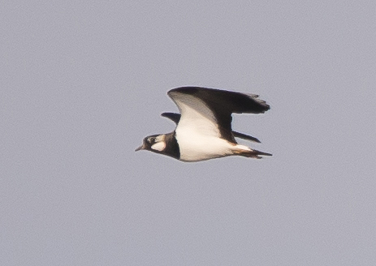 identificazione: Pavoncella (Vanellus vanellus)